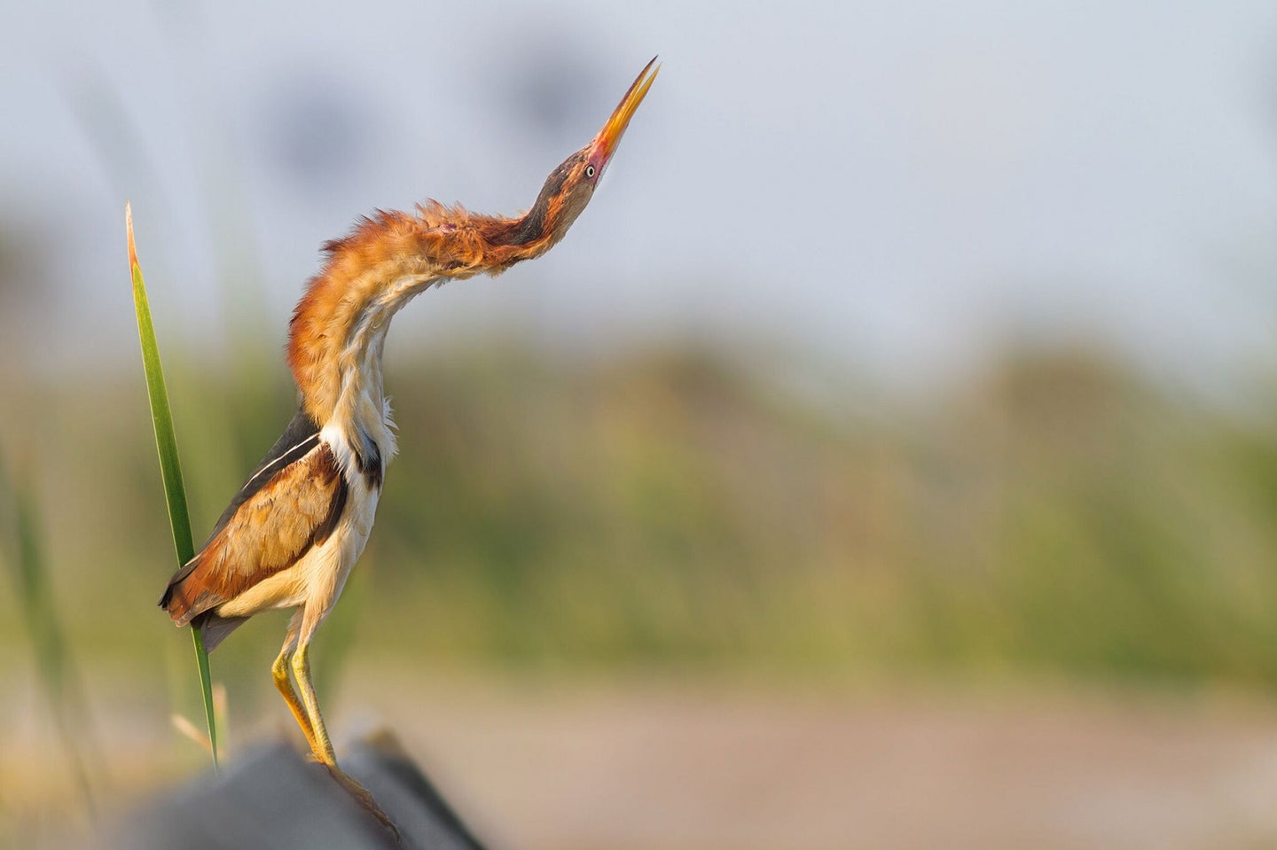 Least bittern