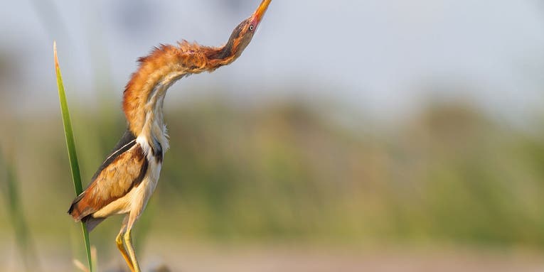 Fifteen bird photos that will make your heart sing