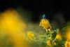 Indigo bunting