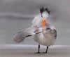 Royal tern. Florida.