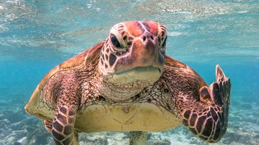 Nine goofy, award-winning animal photos to turn your day around