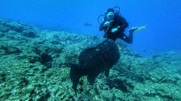 Camera housings to capture underwater action