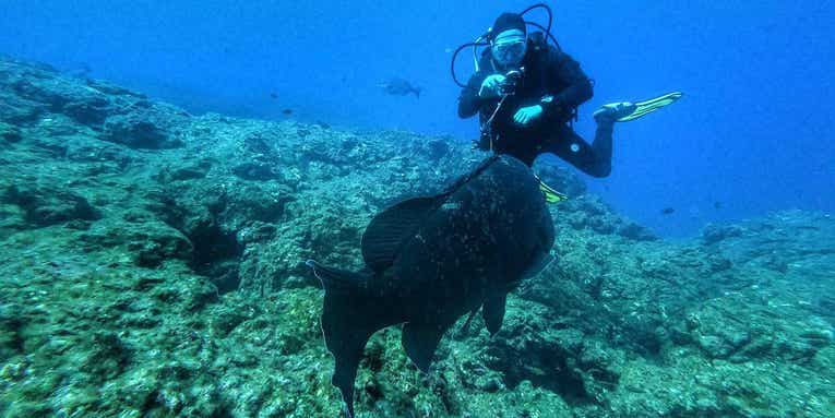 Camera housings to capture underwater action