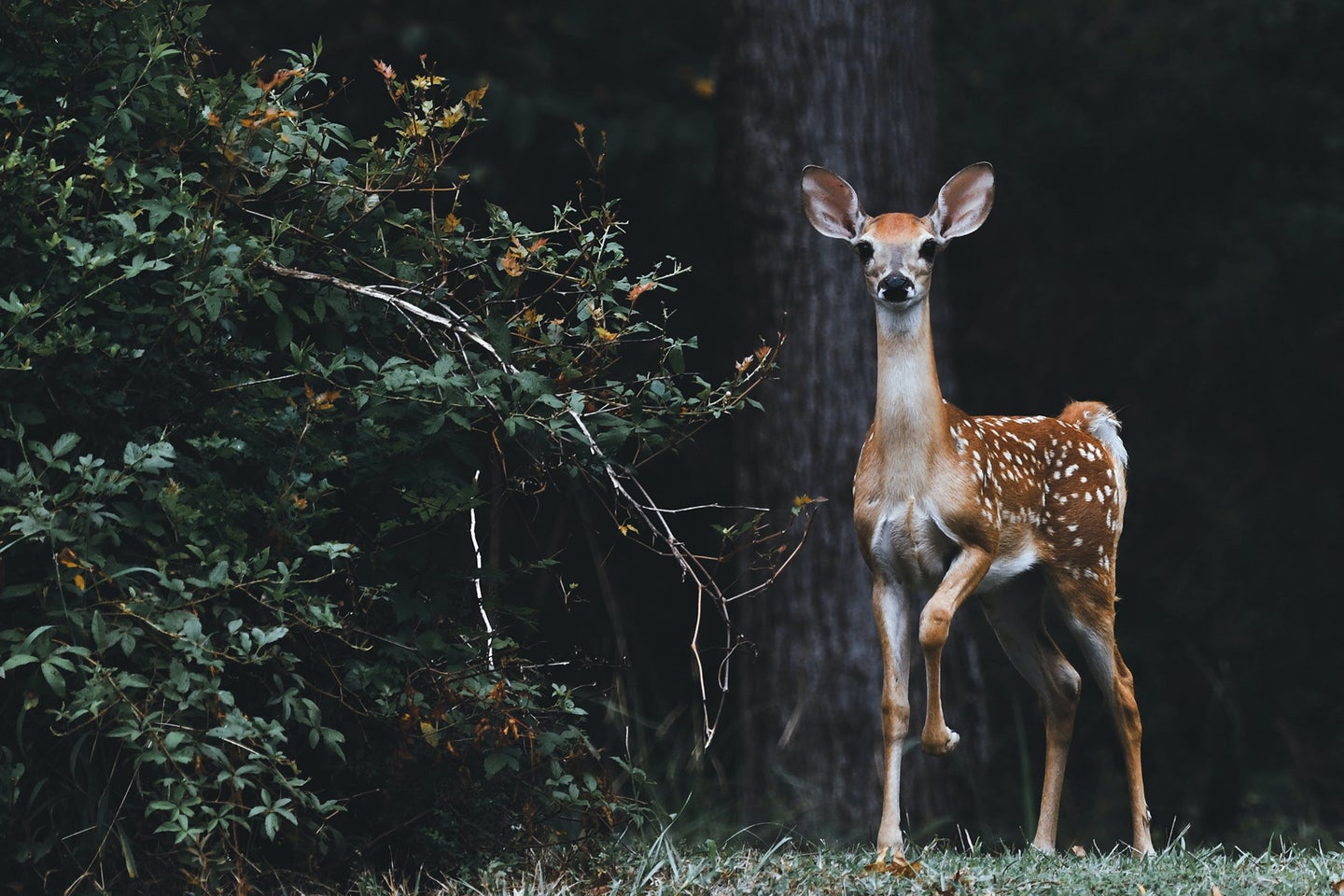 deer next to a bush and a tree captured with the best trail camera