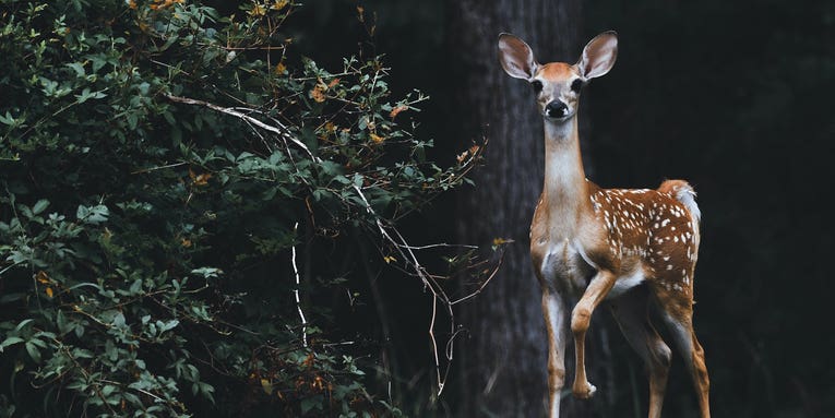 The best trail cameras of 2023