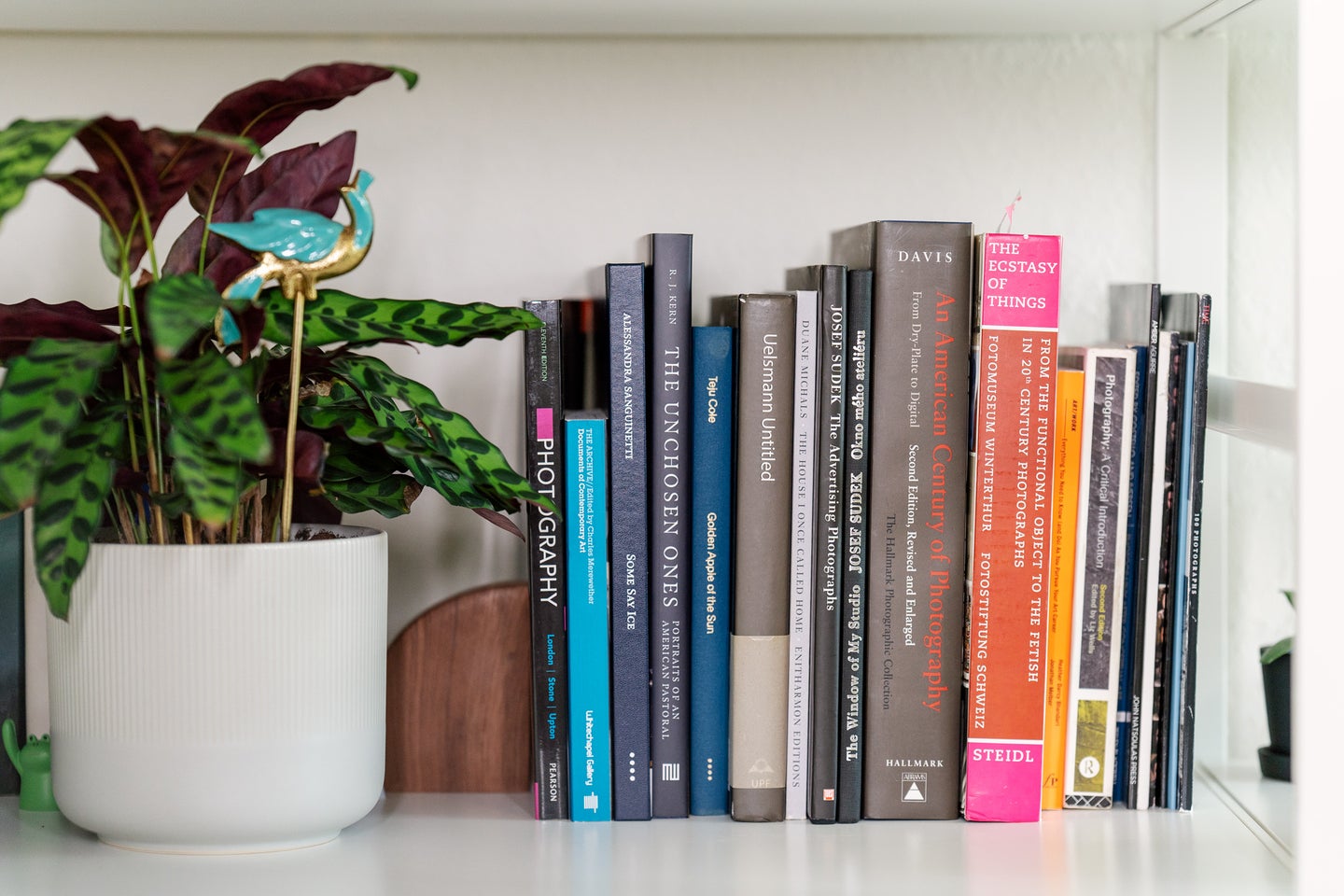 A bookshelf with a plant and a selection of photography books