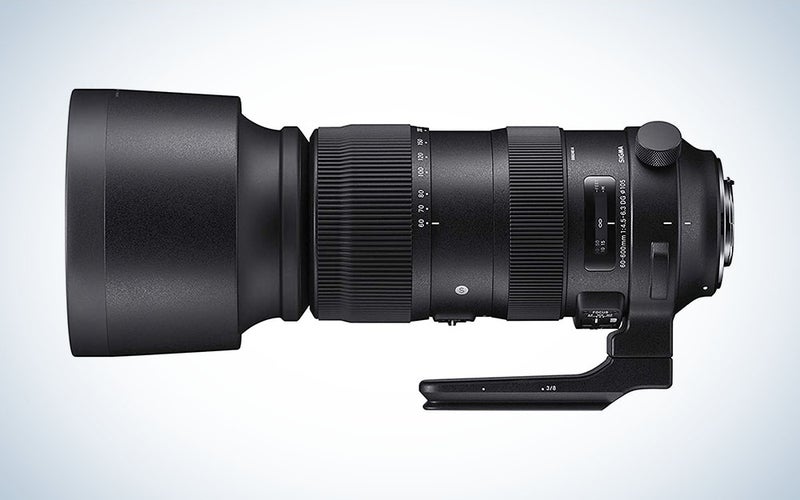 The Sigma 60-600mm f:4.5-6.3 is the best super telephoto lens for wildlife photographers.