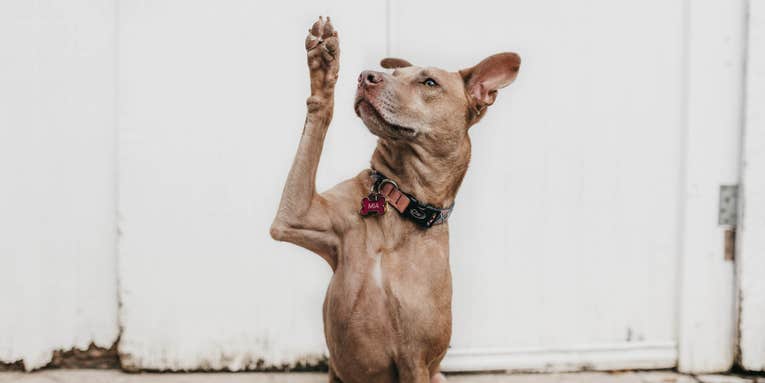 Best pet cameras of 2023 Best pet cameras of 2023