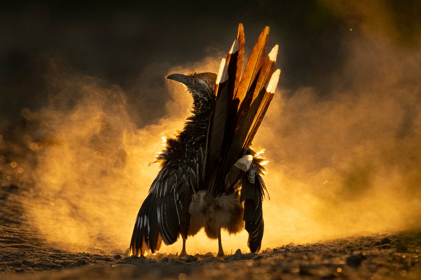 A bird against a cloud of dust