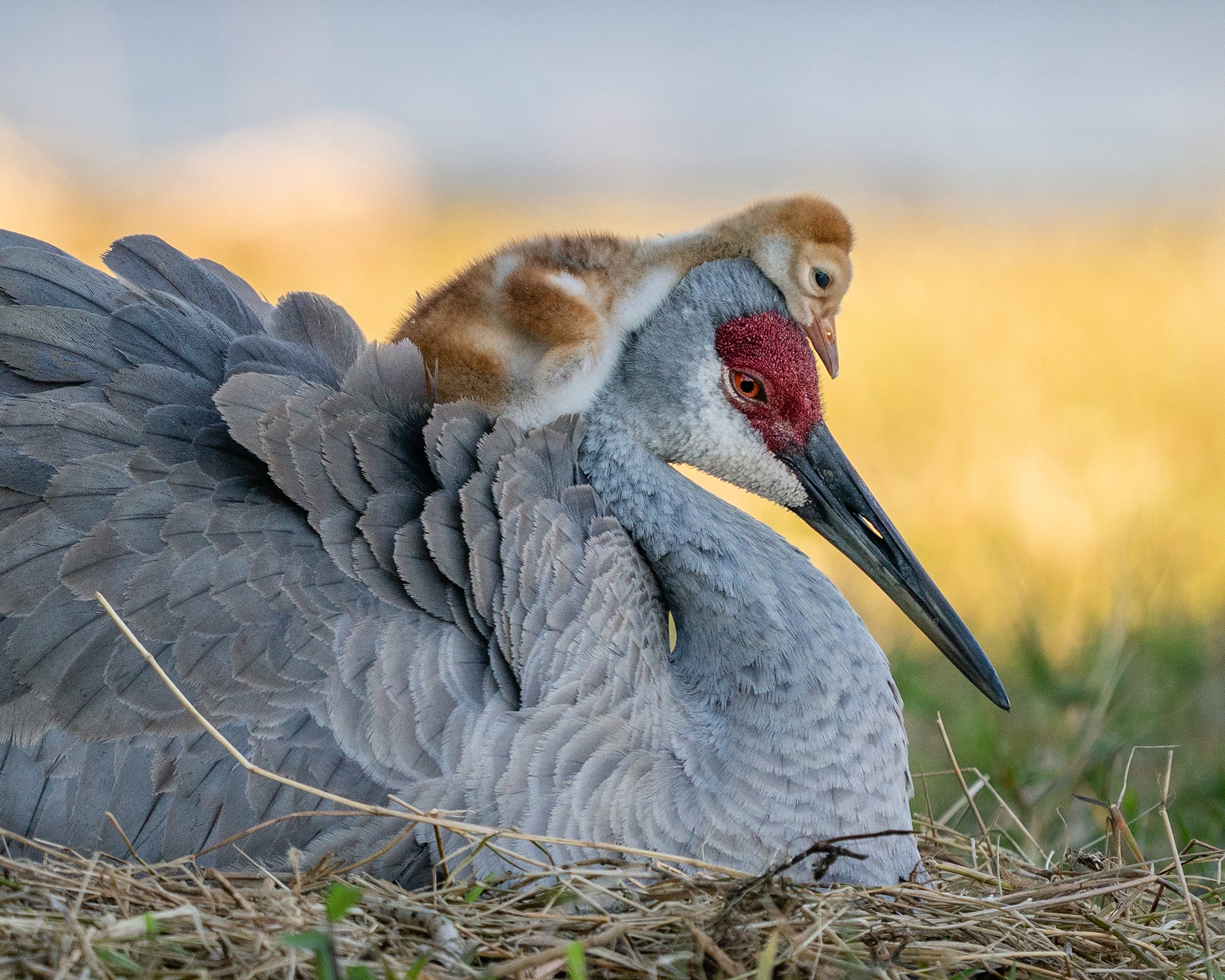 sandhill crane with babies