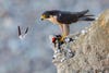 falcon looking over a cliff