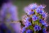 hummingbird in a purple flower