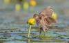 bird eating out of a flower over water