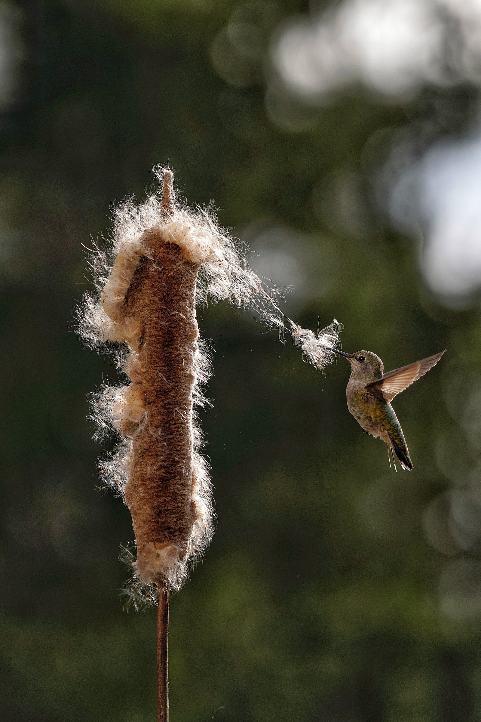 hummingbird and cat tail