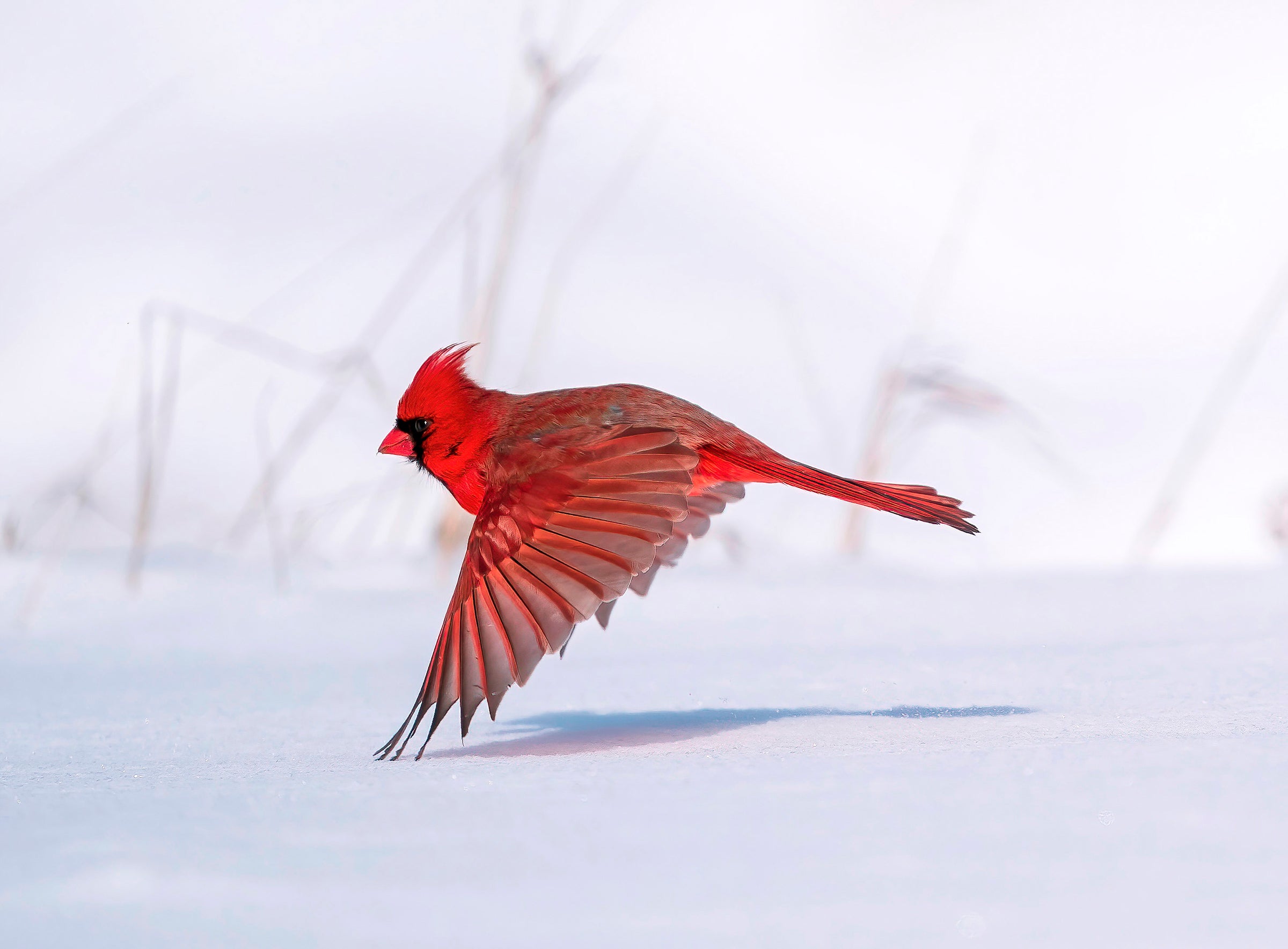 A red male Northern Cardinal seems to float above the snowy ground,the crest feathers on its head blown backward in the wind as it flies in profile in front of gray plant stalks. The bird’s three wing feathers touch the white carpet of snow, its shadow connecting below.