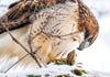 a bird in a snowy setting