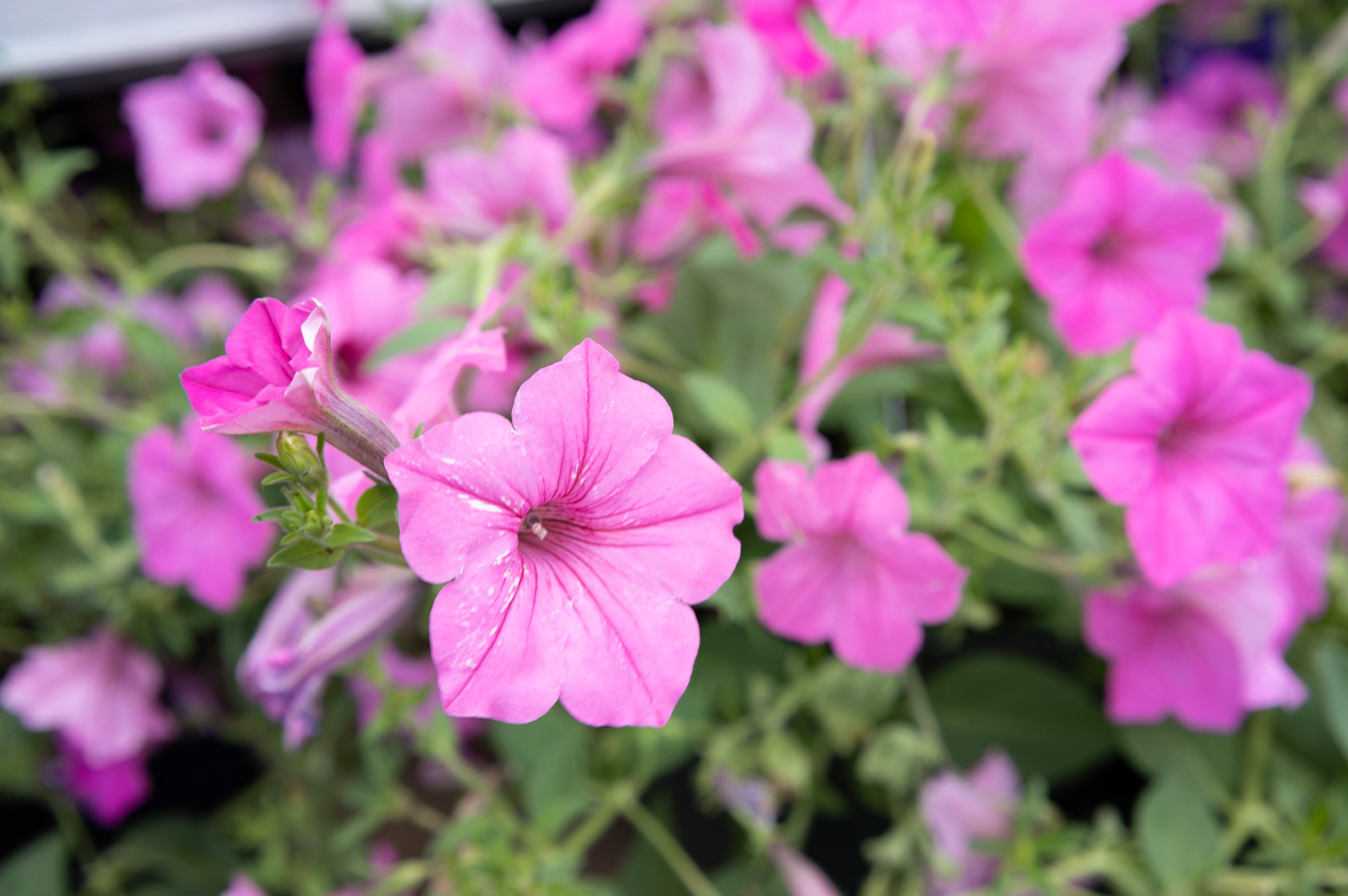 Pink flowers taken with the best camera lens