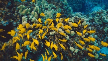 Best underwater drones of 2023