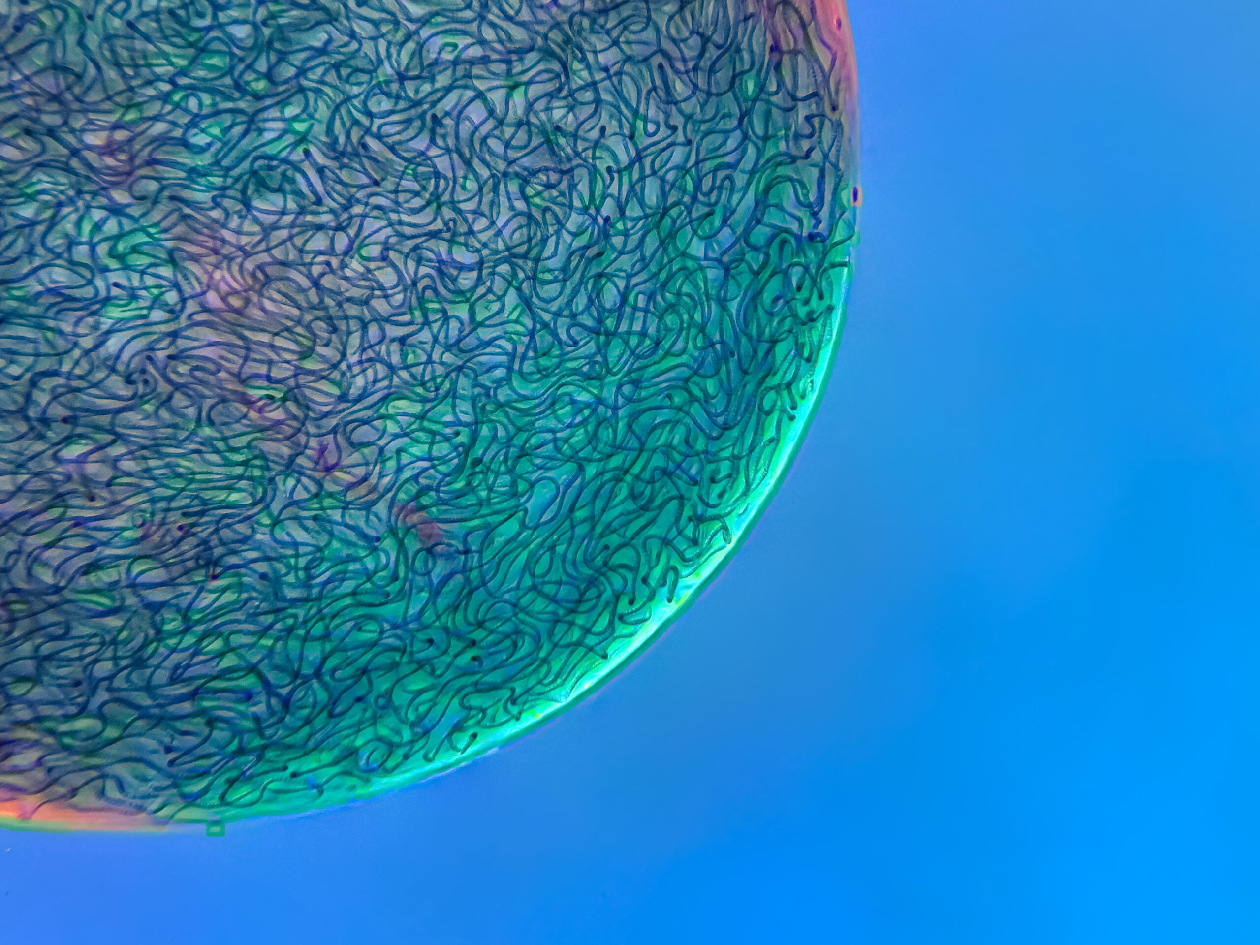Filamentous strands of Nostoc cyanobacteria captured inside a gelatinous matrix