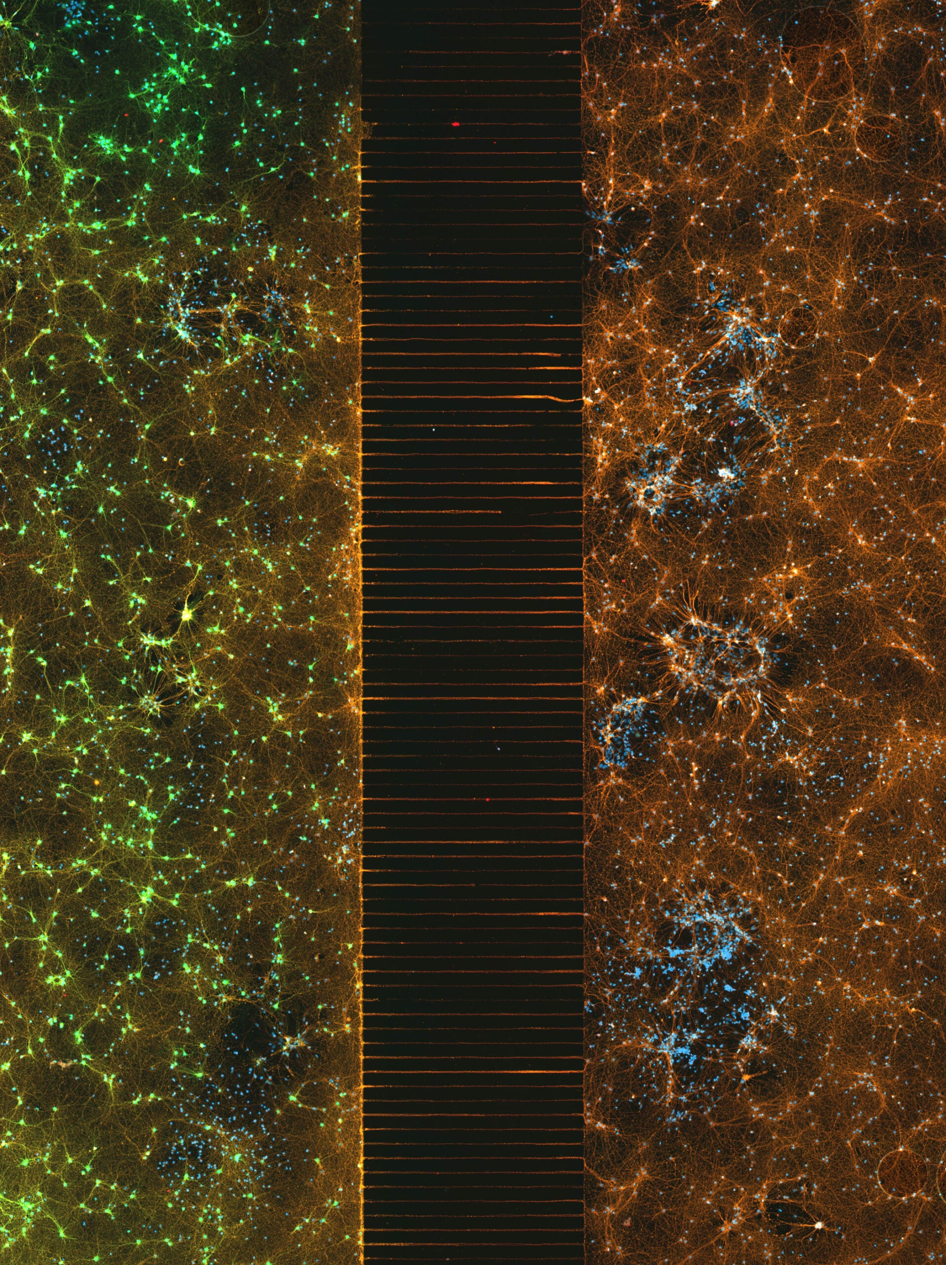 A microfluidic device containing 300k networking neurons.