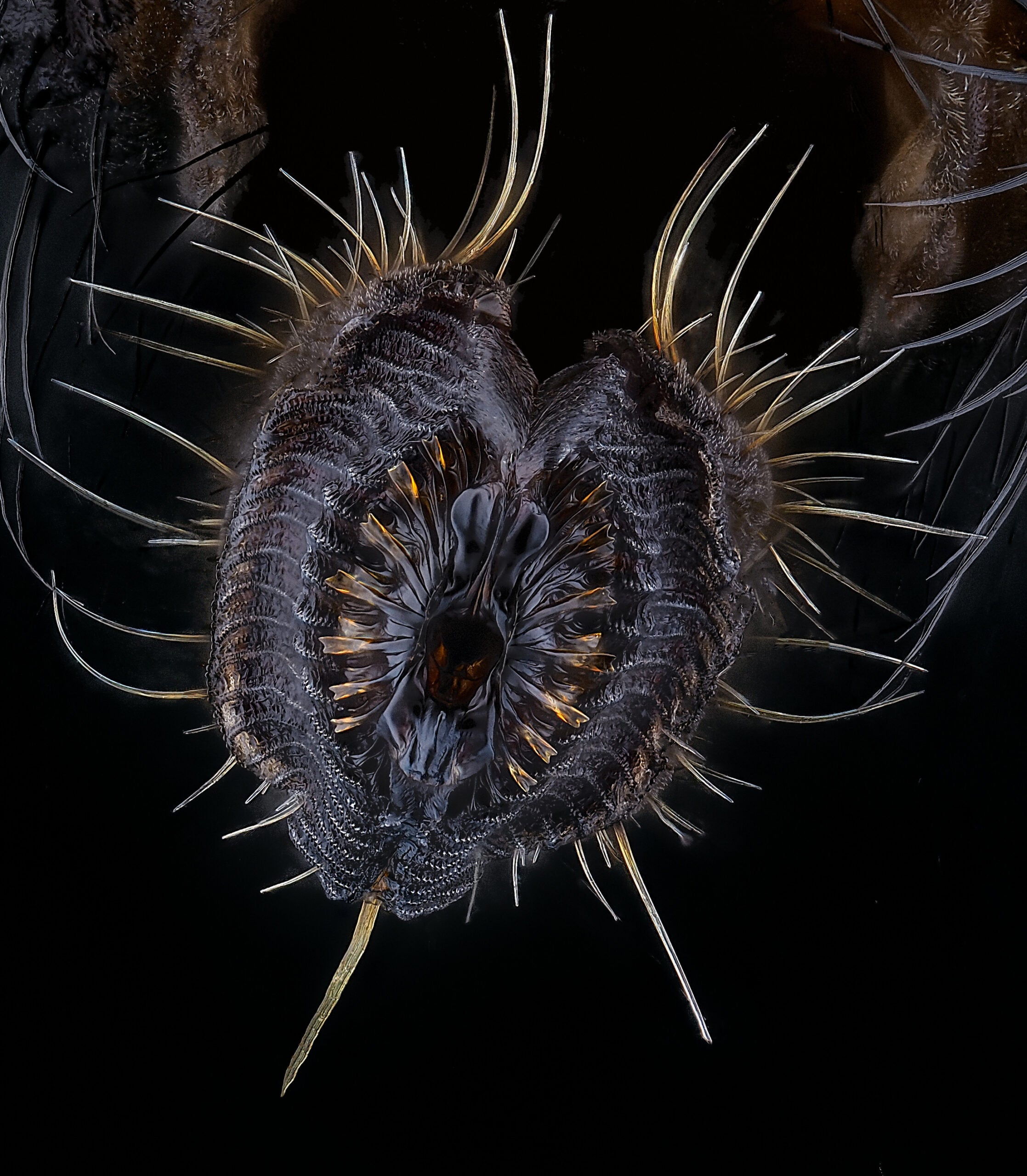 Proboscis of a housefly