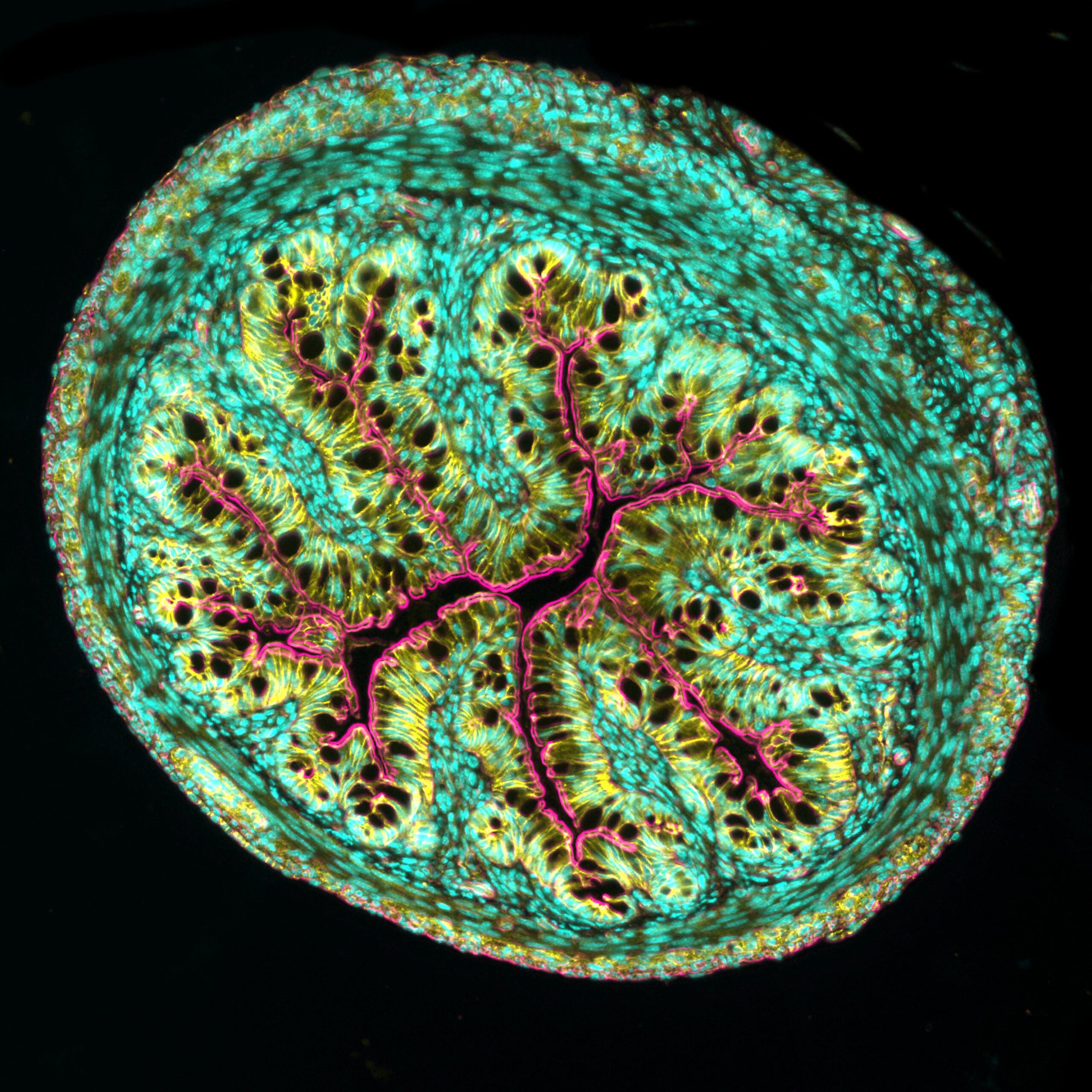 ross section of mouse intestine