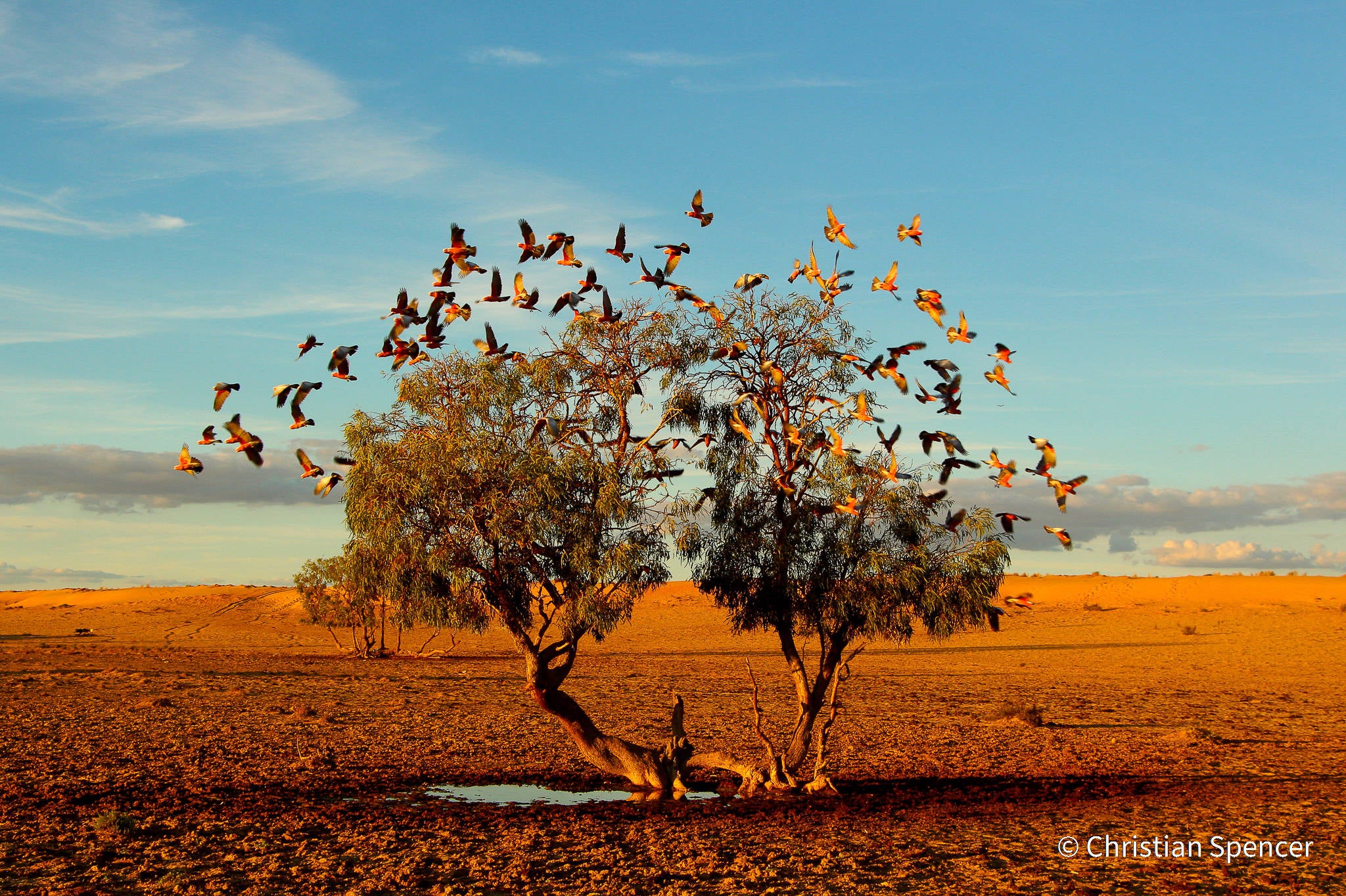 Winner of the "Animal Habitat" category, 2021 Australian Geographic Nature Photographer of the Year awards.
