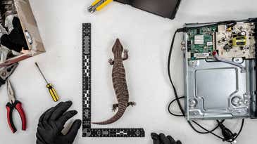 Crikey! Critters large and small rule Australian Geographic’s 2021 photo awards Crikey! Critters large and small rule Australian Geographic’s 2021 photo awards