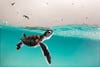 A green turtle hatchling cautiously surfaces for air, to a sky full of hungry birds. Heron Island, Australia