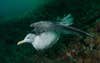 A gull caught on a âghostâ fishing line (lost or discarded gear), Saltstraumen, Norway