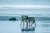 Coastal wolves play on a remote beach
