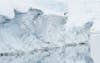 An emperor penguin chick stands on the edge of the ice-shelf, starring at the open water below