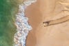 A green turtle heading back to water after laying down eggs in her peaceful nest at Oman coastline between Ras Al Jinz and Rashad turtle reserve