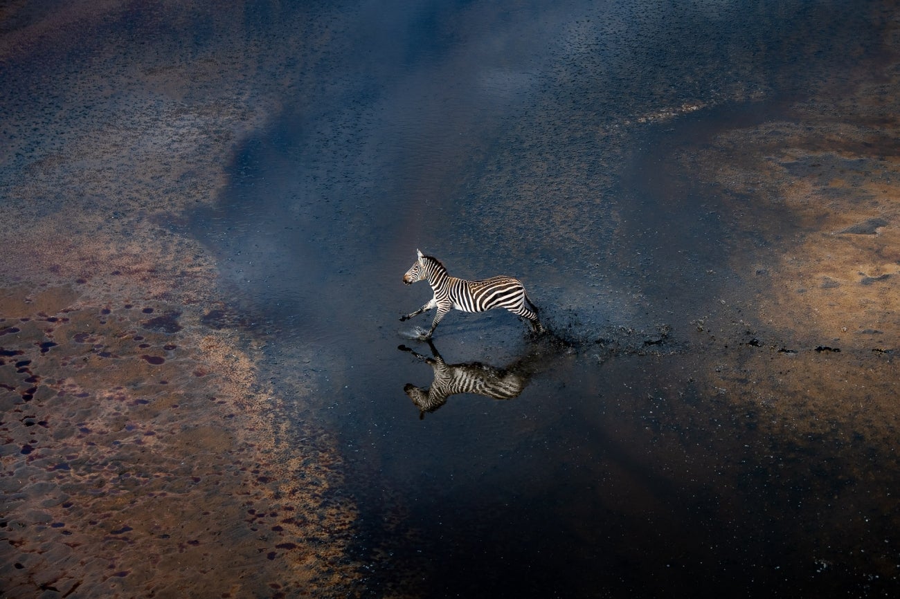 A zebra runs, seen from above
