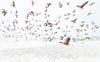 Pink-Footed Geese Meeting the Winter