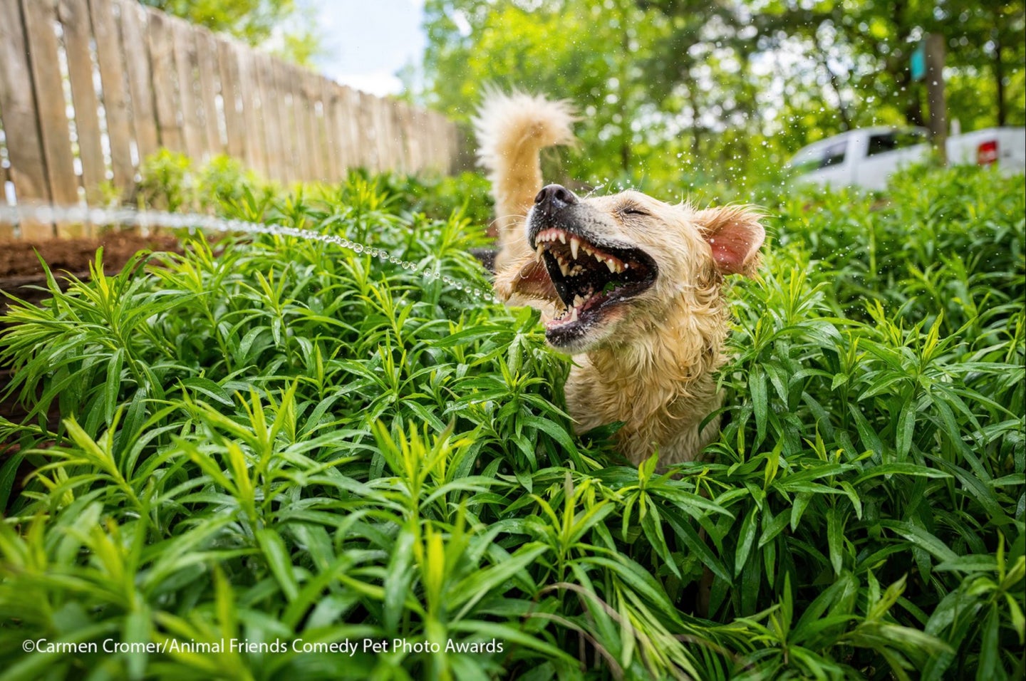 An entry from the 2021 Animal Friends Comedy Pet Photo Awards