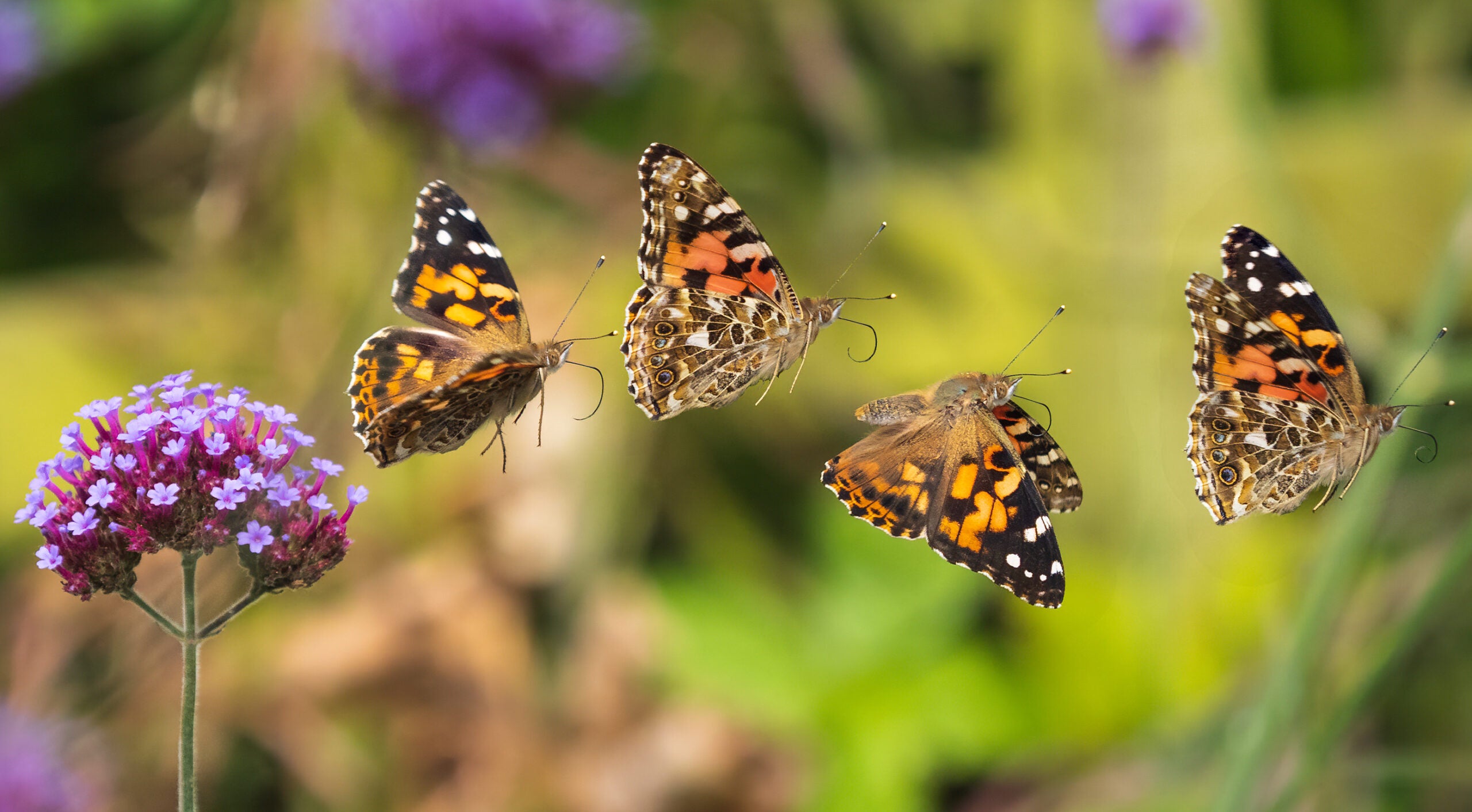 2nd place, Butterflies and Dragonflies