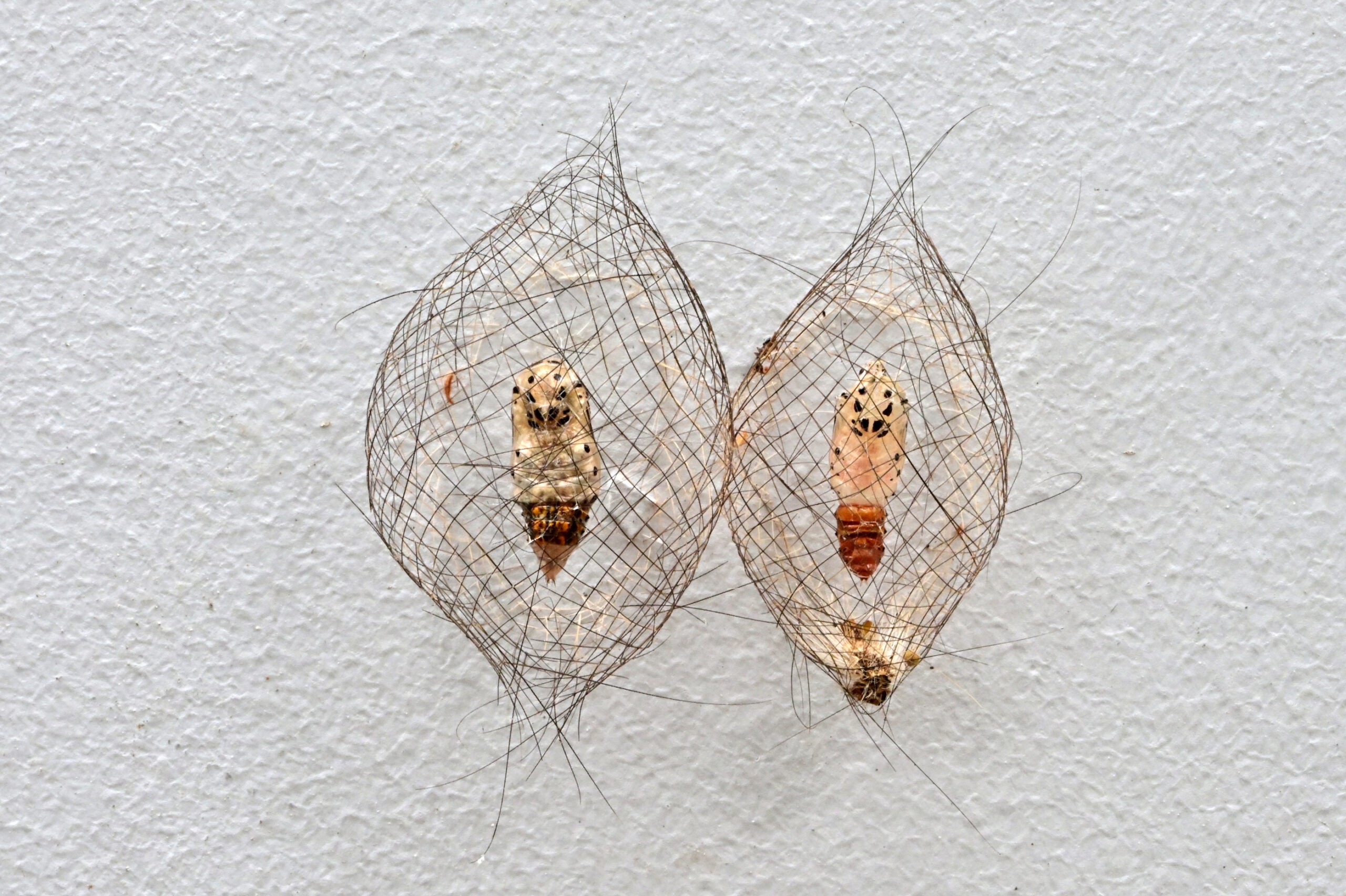 Finalist, Butterflies and Dragonflies