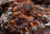 2nd place, Insects