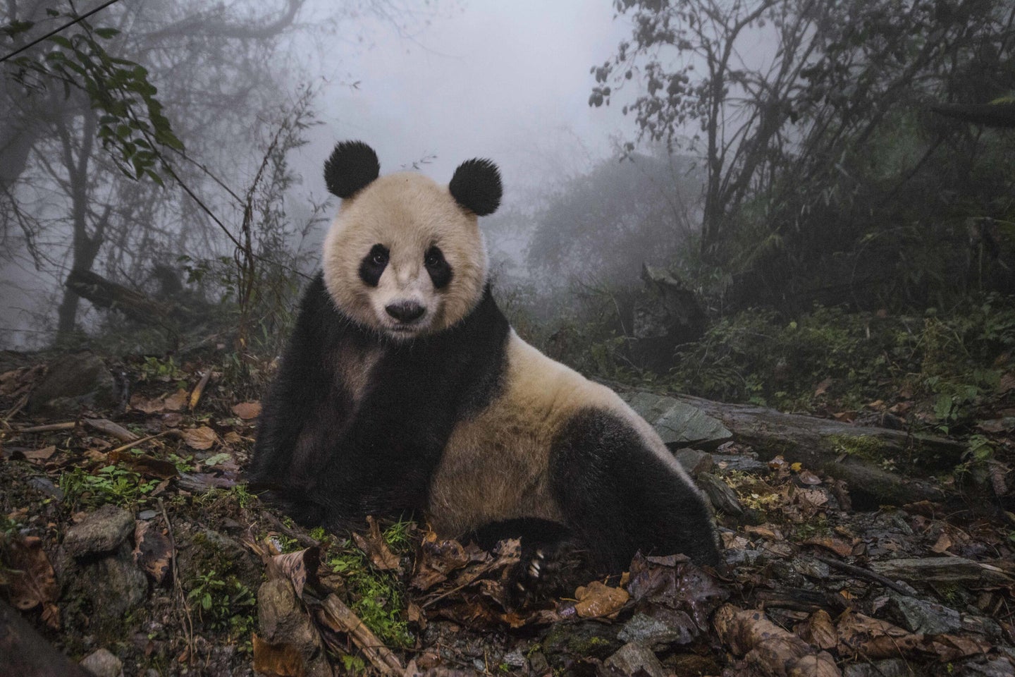 A sixteen-year-old giant panda inside her enclosure at the Wolong Nature Reserve, photo by Ami Vitale.