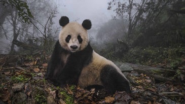 A sixteen-year-old giant panda inside her enclosure at the Wolong Nature Reserve, photo by Ami Vitale.