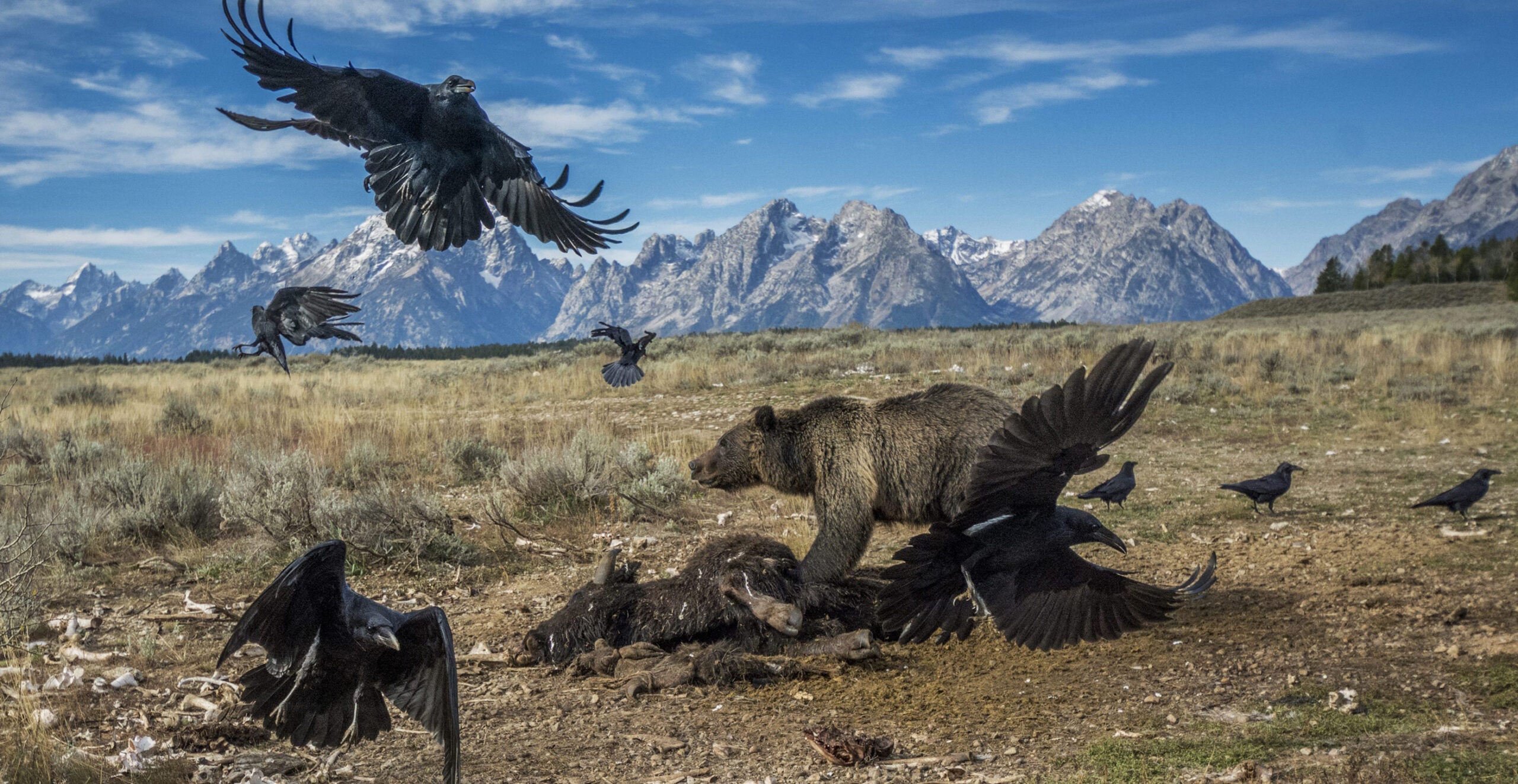 “Bear and Ravens on Carcass, Grand Teton National Park, Wyoming, U.S.A., 2014,” by Charlie Hamilton James.