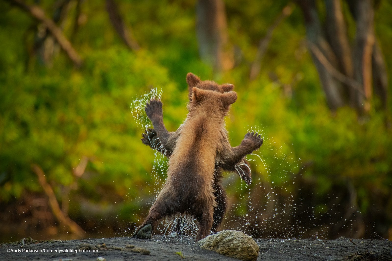 Highly commended winner: Andy Parkinson with their picture "Let's dance.