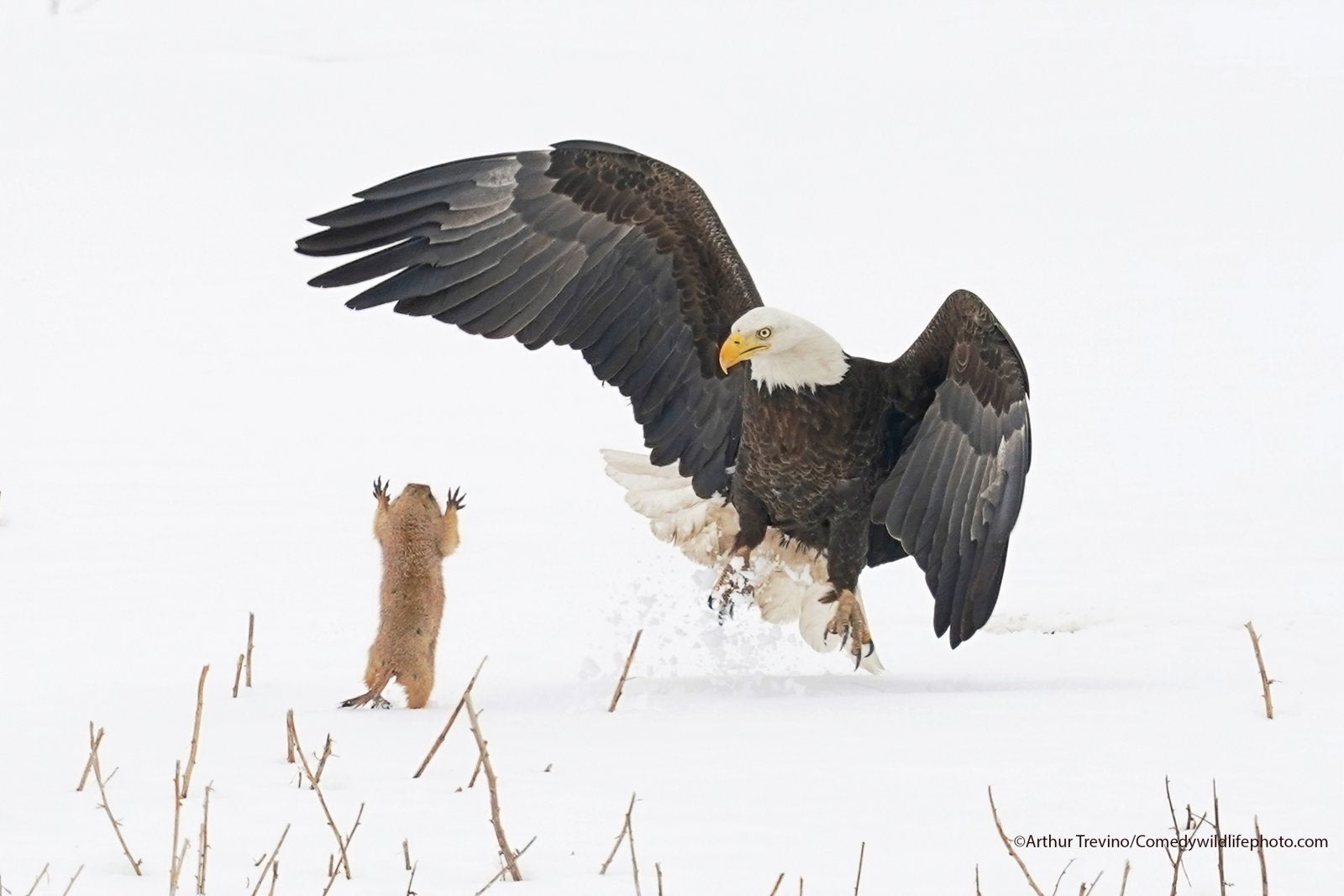 Creatures on Land Award winner: Arthur Trevino with their picture "Ninja Prairie Dog!"