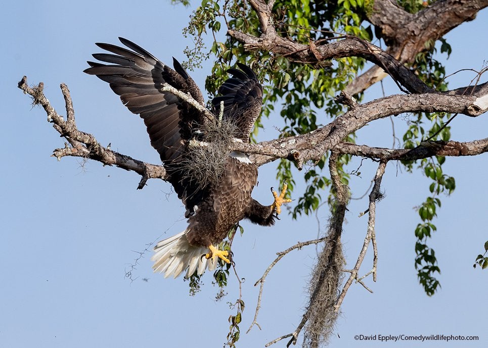 Highly commended winner: David Eppley with their picture "Majestic and Graceful Bald Eagle."