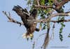 Highly commended winner: David Eppley with their picture "Majestic and Graceful Bald Eagle."