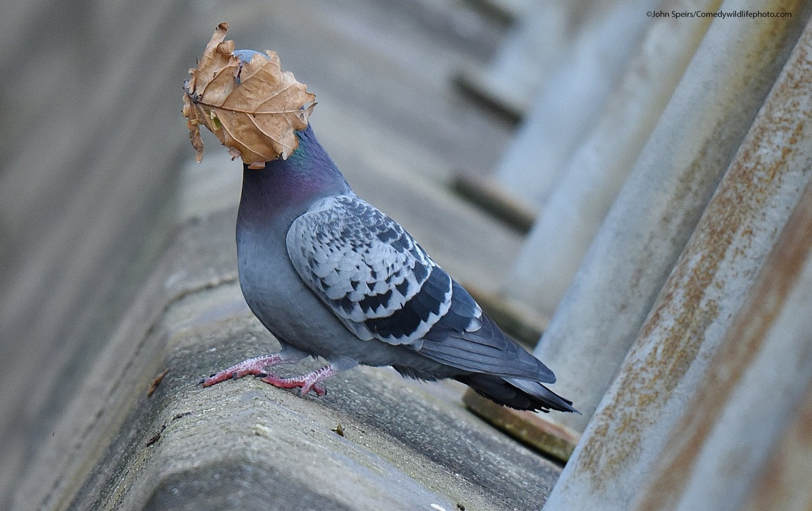 Creatures in the Air Award and People's Choice Award winner: John Speirs with their picture "I guess summer's over."