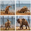 Amazing Internet Portfolio Award winner: Vicki Jauron with their picture "The Joy of a Mud Bath."