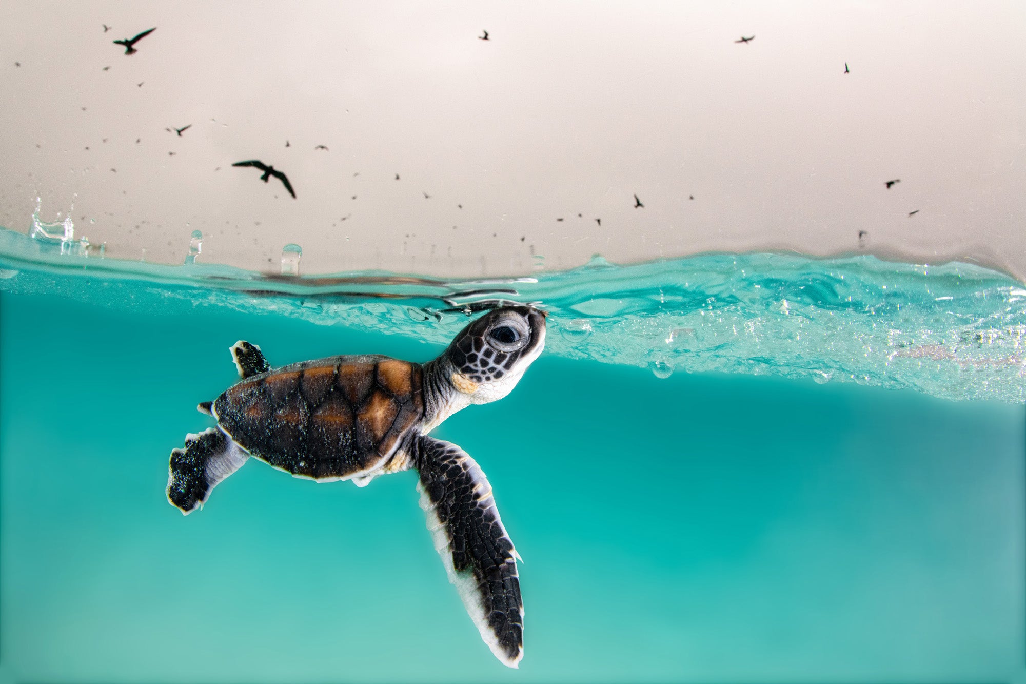 A green sea turtle hatchling cautiously surfaces for air in a sky full of hungry birds.
