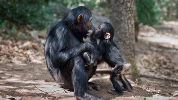 This charity print sale is your chance to own a photo by Jane Goodall